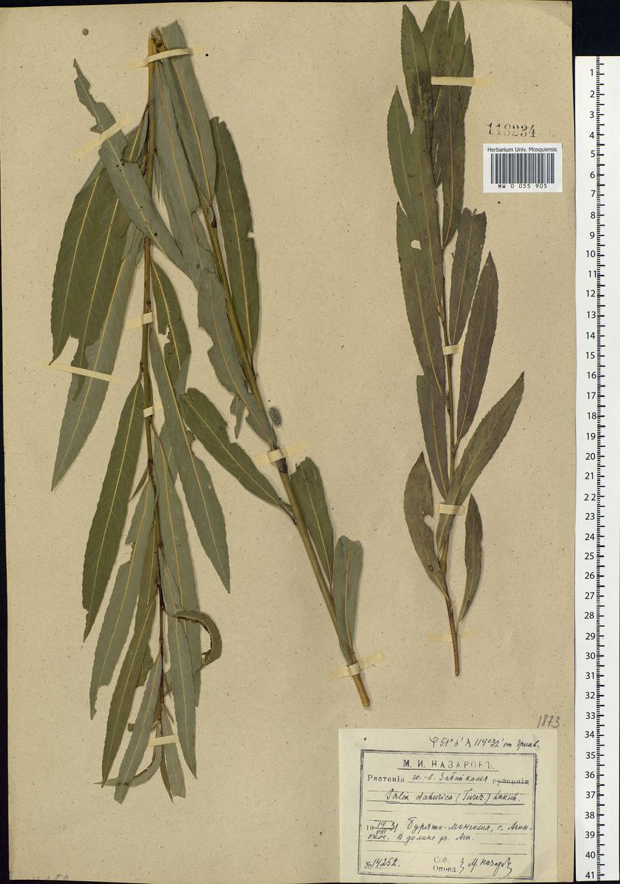 Salix miyabeana Seemen, Siberia, Baikal & Transbaikal region (S4) (Russia)