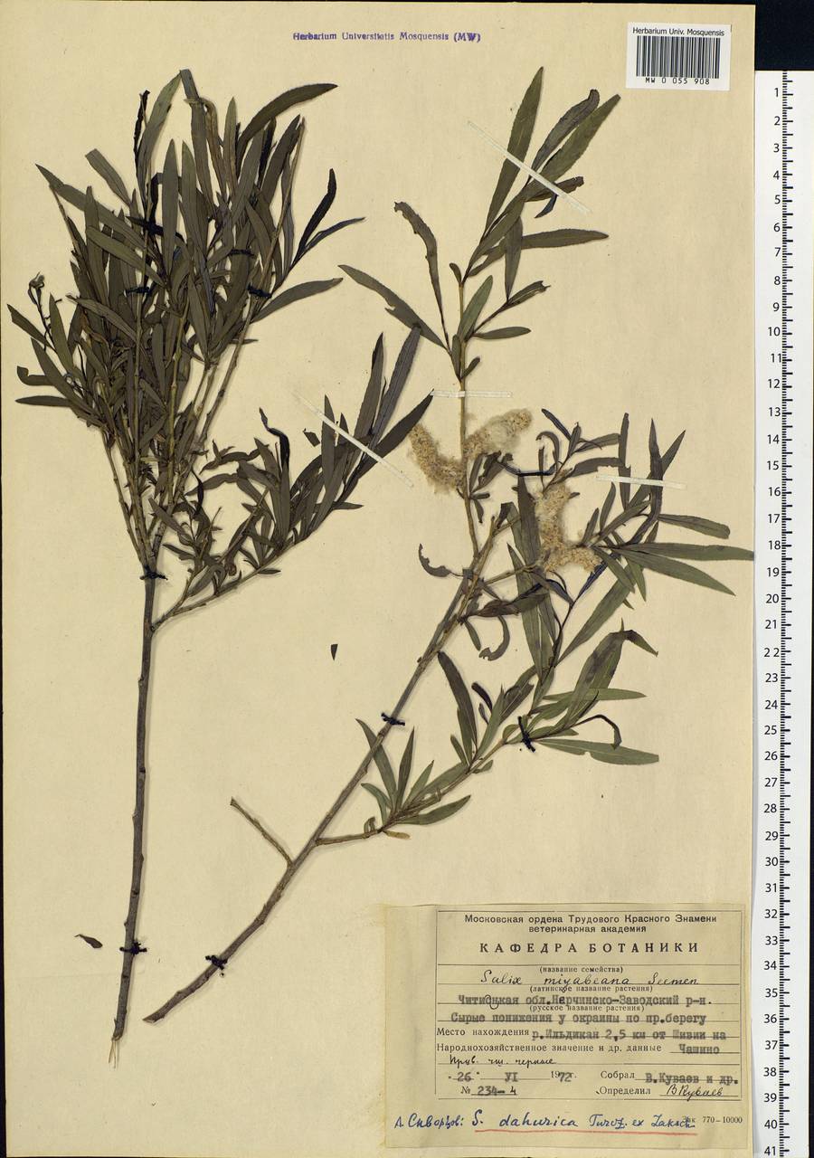 Salix miyabeana Seemen, Siberia, Baikal & Transbaikal region (S4) (Russia)