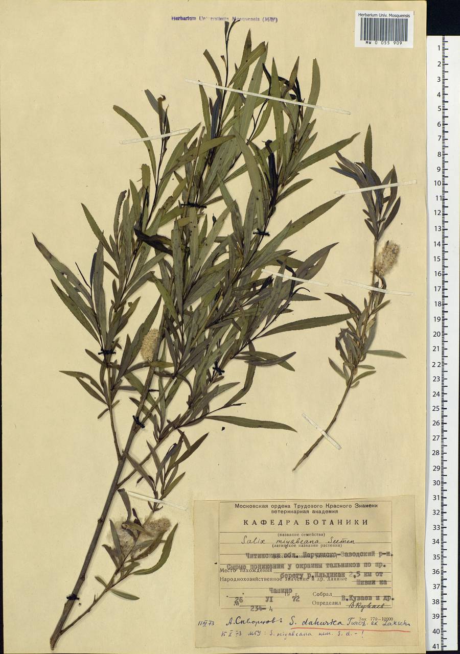 Salix miyabeana Seemen, Siberia, Baikal & Transbaikal region (S4) (Russia)