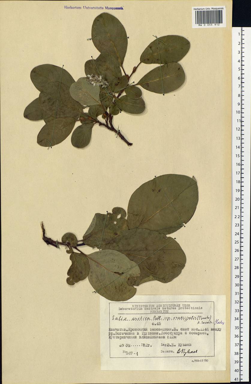 Salix arctica subsp. arctica, Siberia, Chukotka & Kamchatka (S7) (Russia)