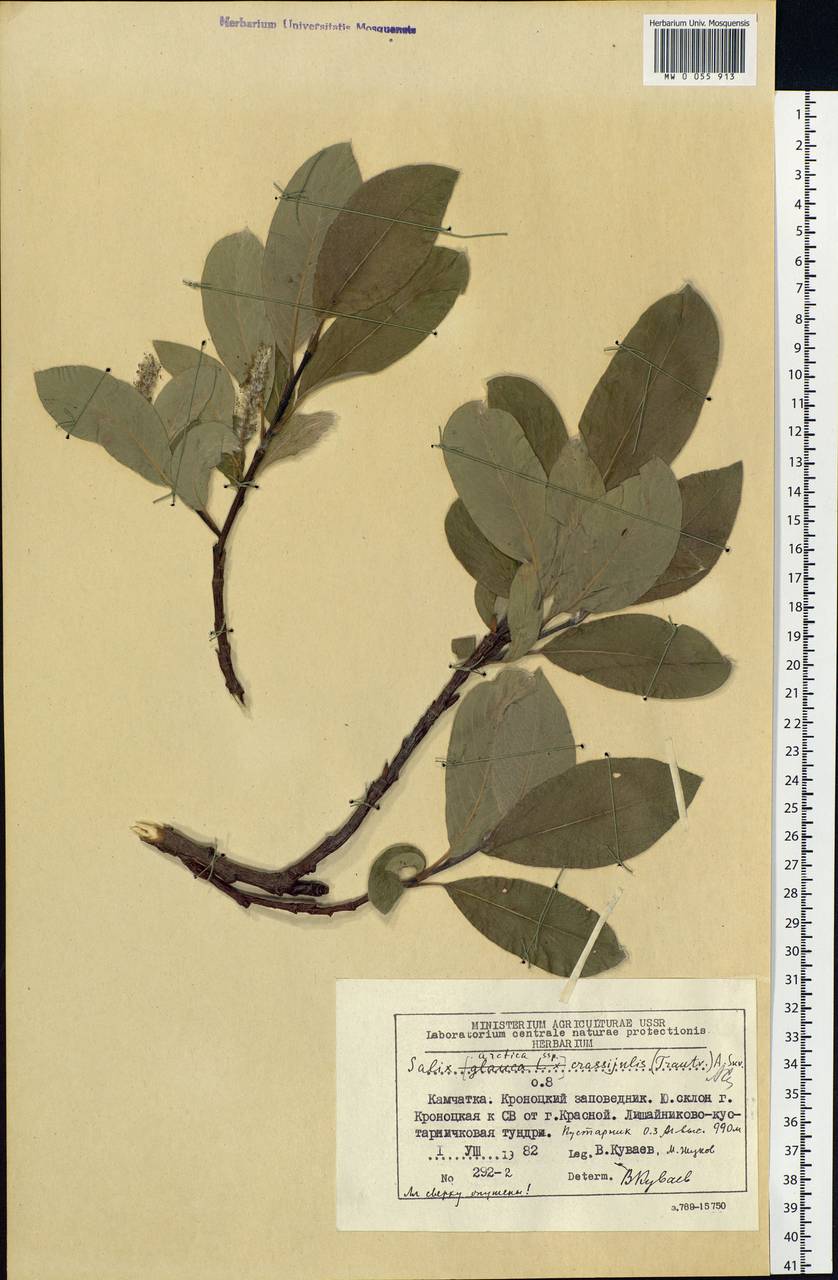 Salix arctica subsp. arctica, Siberia, Chukotka & Kamchatka (S7) (Russia)