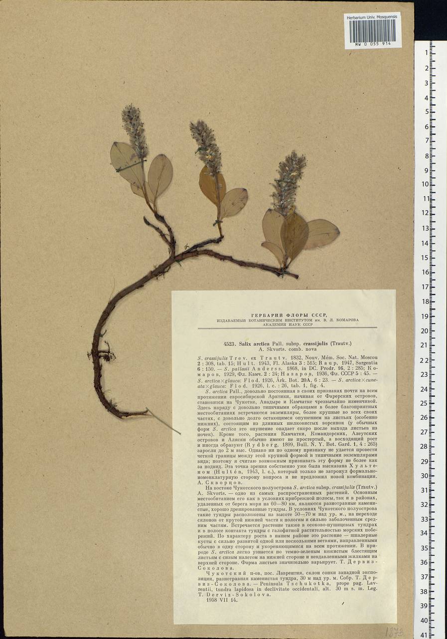 Salix arctica subsp. arctica, Siberia, Chukotka & Kamchatka (S7) (Russia)