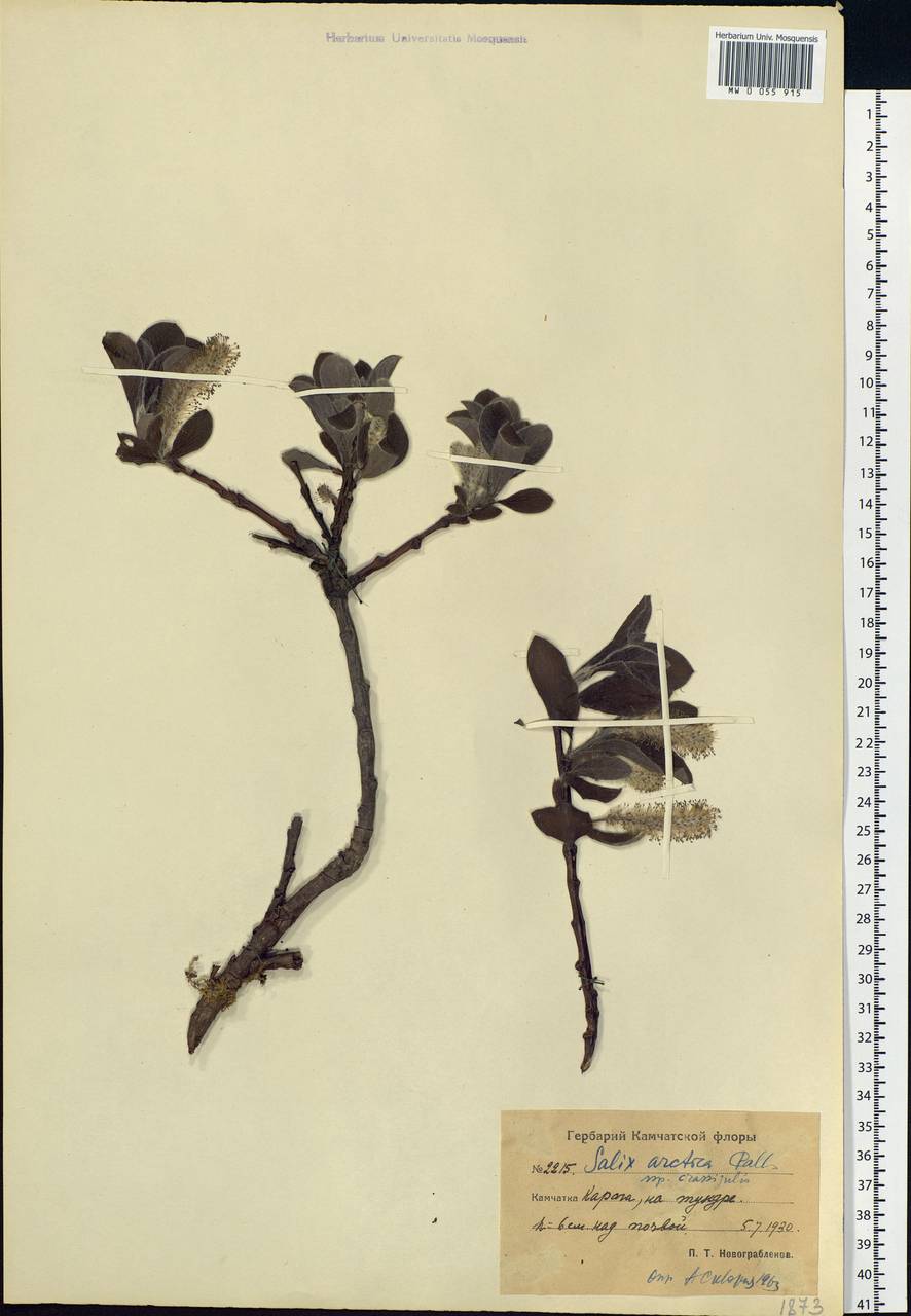 Salix arctica subsp. arctica, Siberia, Chukotka & Kamchatka (S7) (Russia)