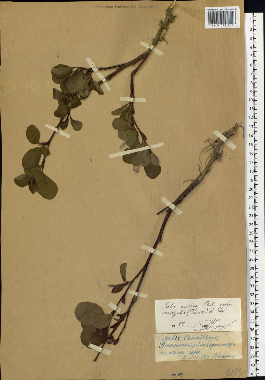 Salix arctica subsp. crassijulis (Trautv.) A.K.Skvortsov, Siberia, Chukotka & Kamchatka (S7) (Russia)