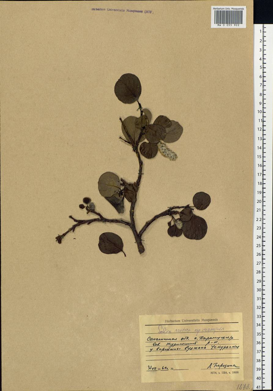 Salix arctica subsp. arctica, Siberia, Russian Far East (S6) (Russia)