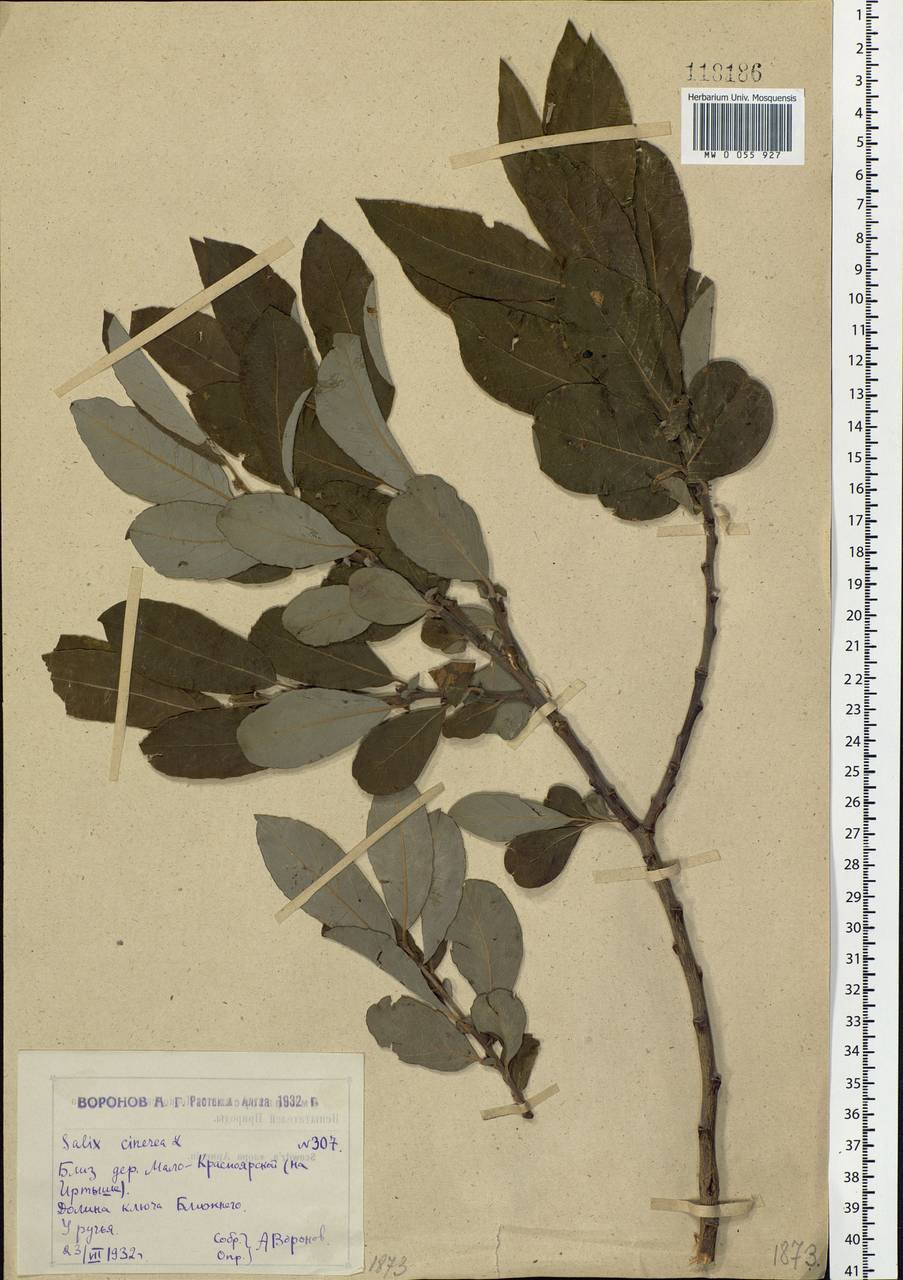 Salix cinerea L., Siberia, Western (Kazakhstan) Altai Mountains (S2a) (Kazakhstan)