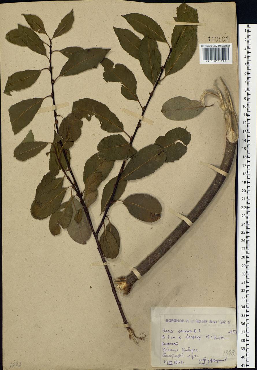Salix cinerea L., Siberia, Western (Kazakhstan) Altai Mountains (S2a) (Kazakhstan)