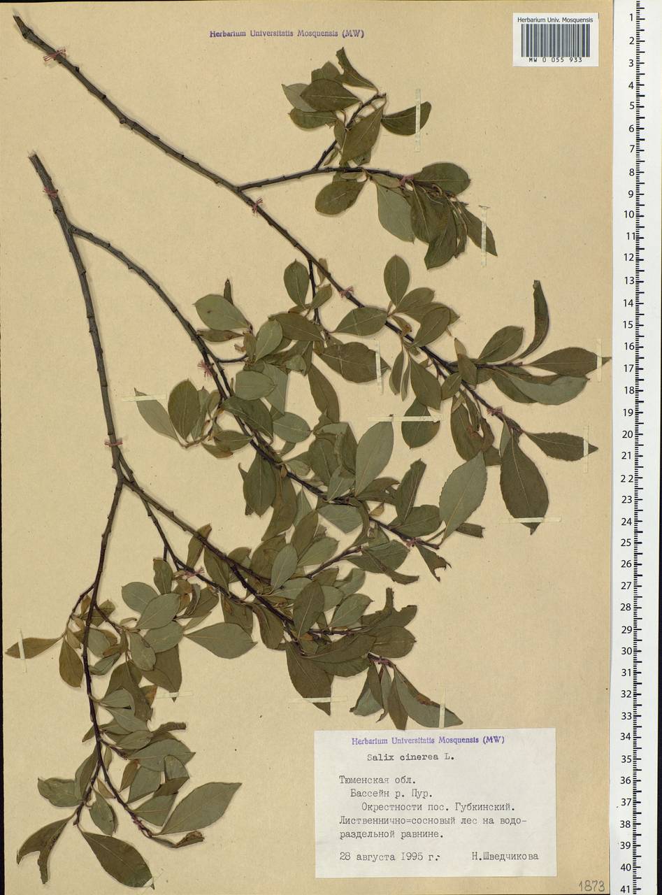 Salix cinerea L., Siberia, Western Siberia (S1) (Russia)