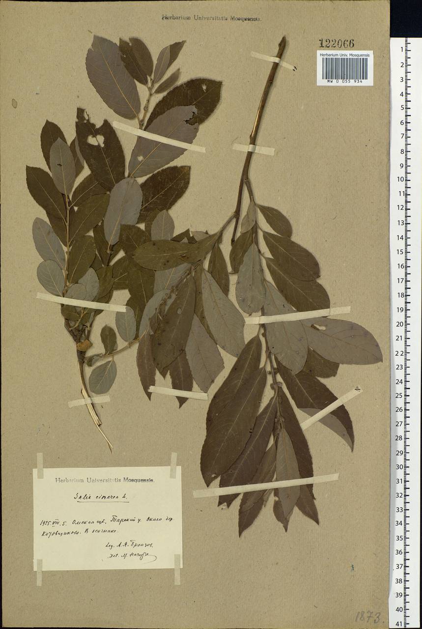Salix cinerea L., Siberia, Western Siberia (S1) (Russia)