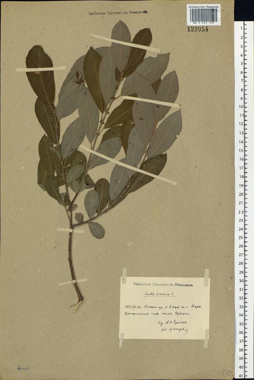 Salix cinerea L., Siberia, Western Siberia (S1) (Russia)