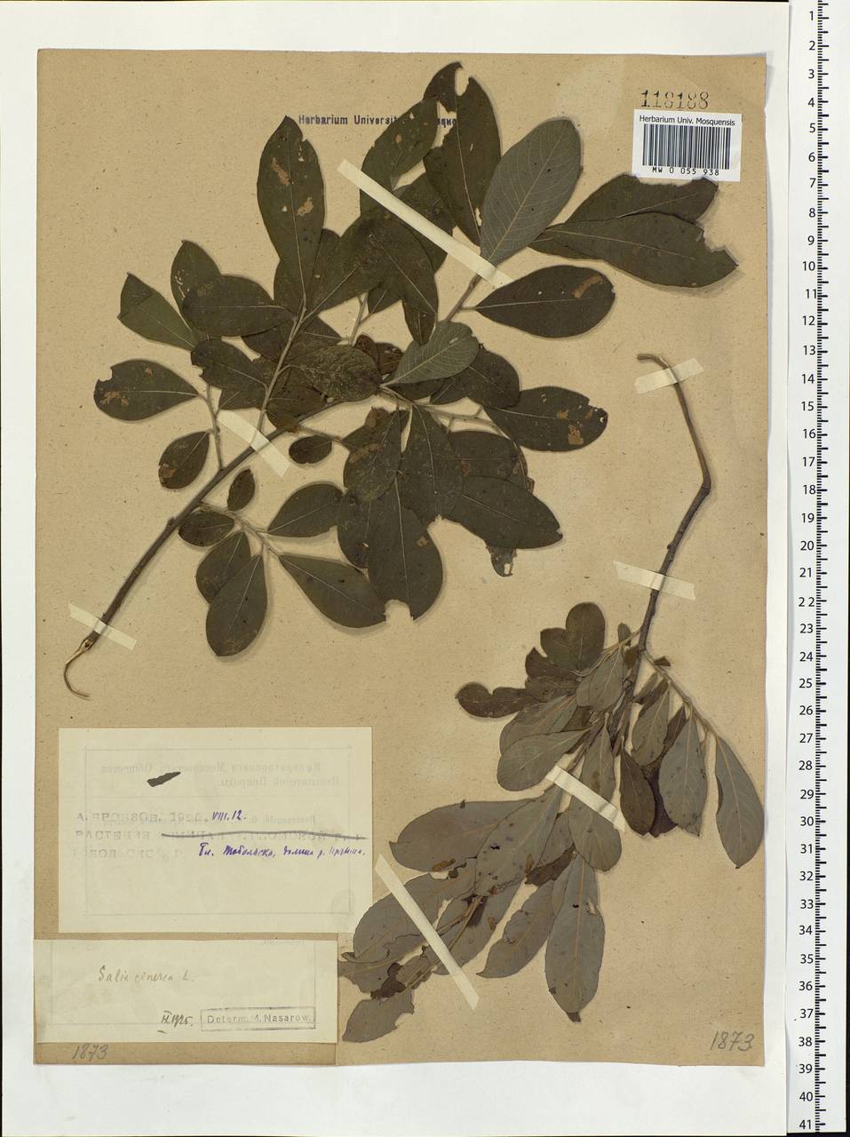 Salix cinerea L., Siberia, Western Siberia (S1) (Russia)