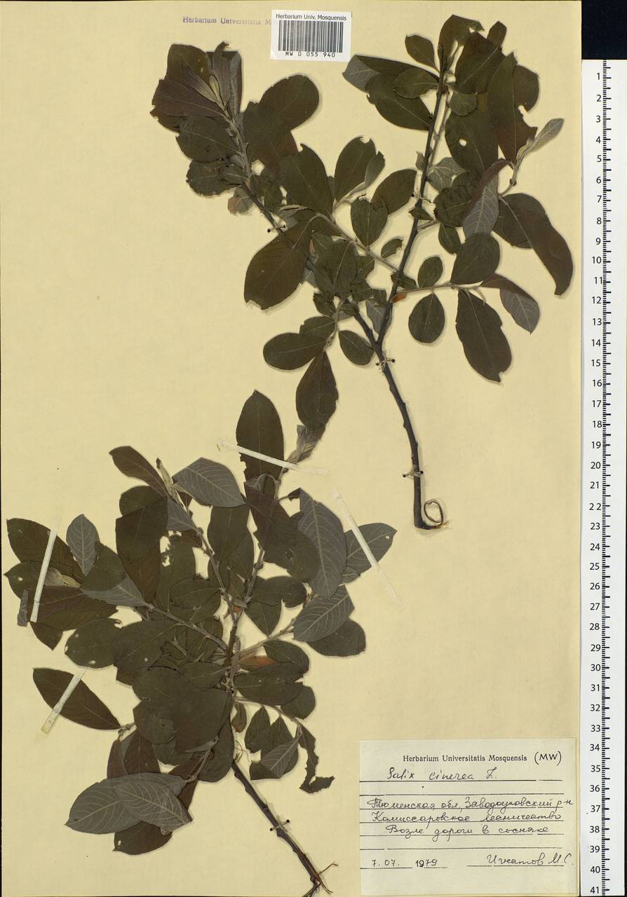 Salix cinerea L., Siberia, Western Siberia (S1) (Russia)