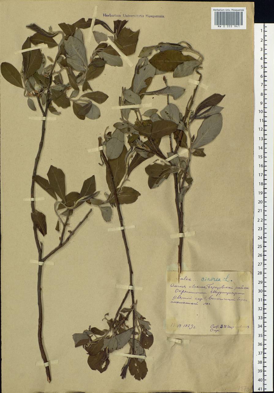 Salix cinerea L., Siberia, Western Siberia (S1) (Russia)