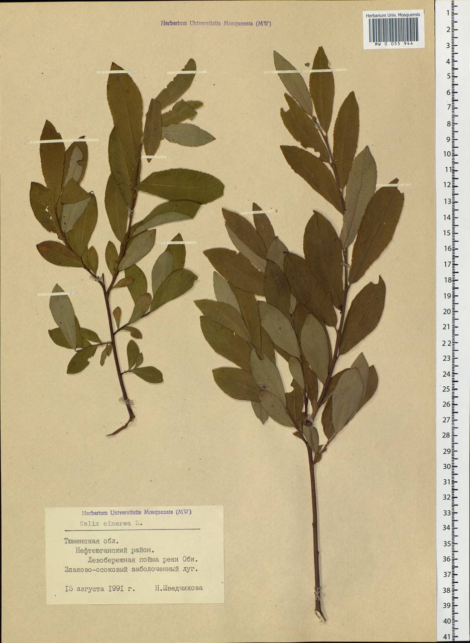 Salix cinerea L., Siberia, Western Siberia (S1) (Russia)