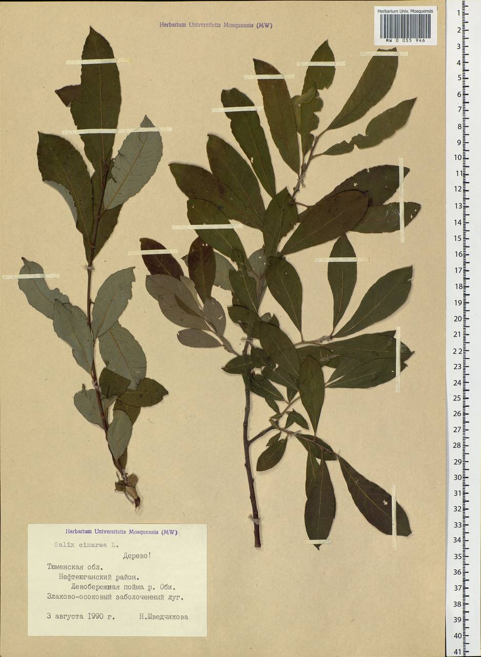 Salix cinerea L., Siberia, Western Siberia (S1) (Russia)