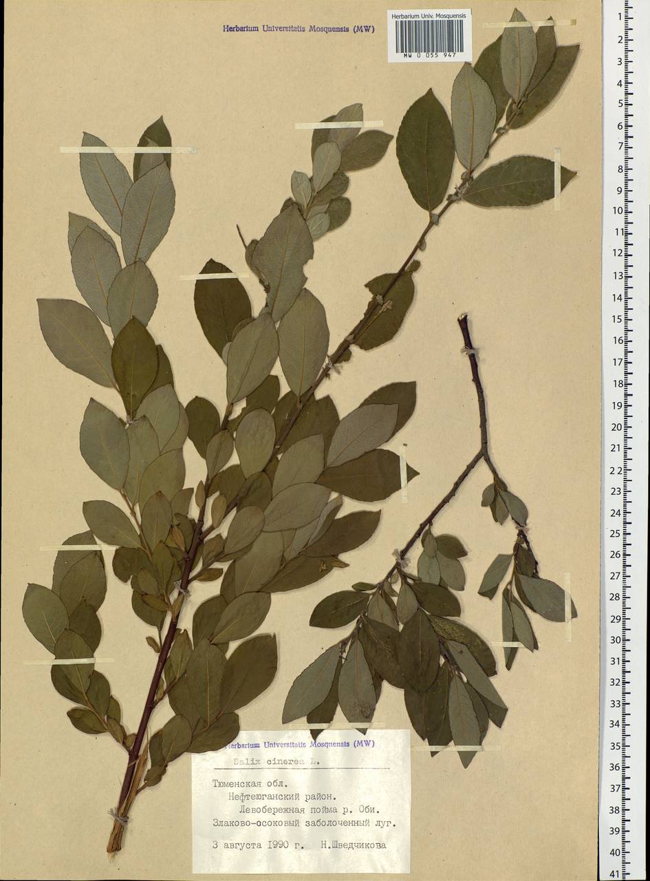 Salix cinerea L., Siberia, Western Siberia (S1) (Russia)