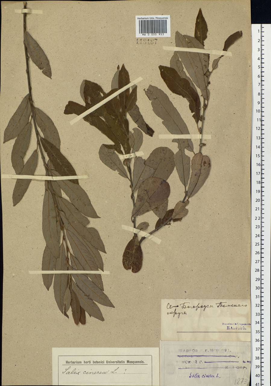 Salix cinerea L., Siberia, Western Siberia (S1) (Russia)