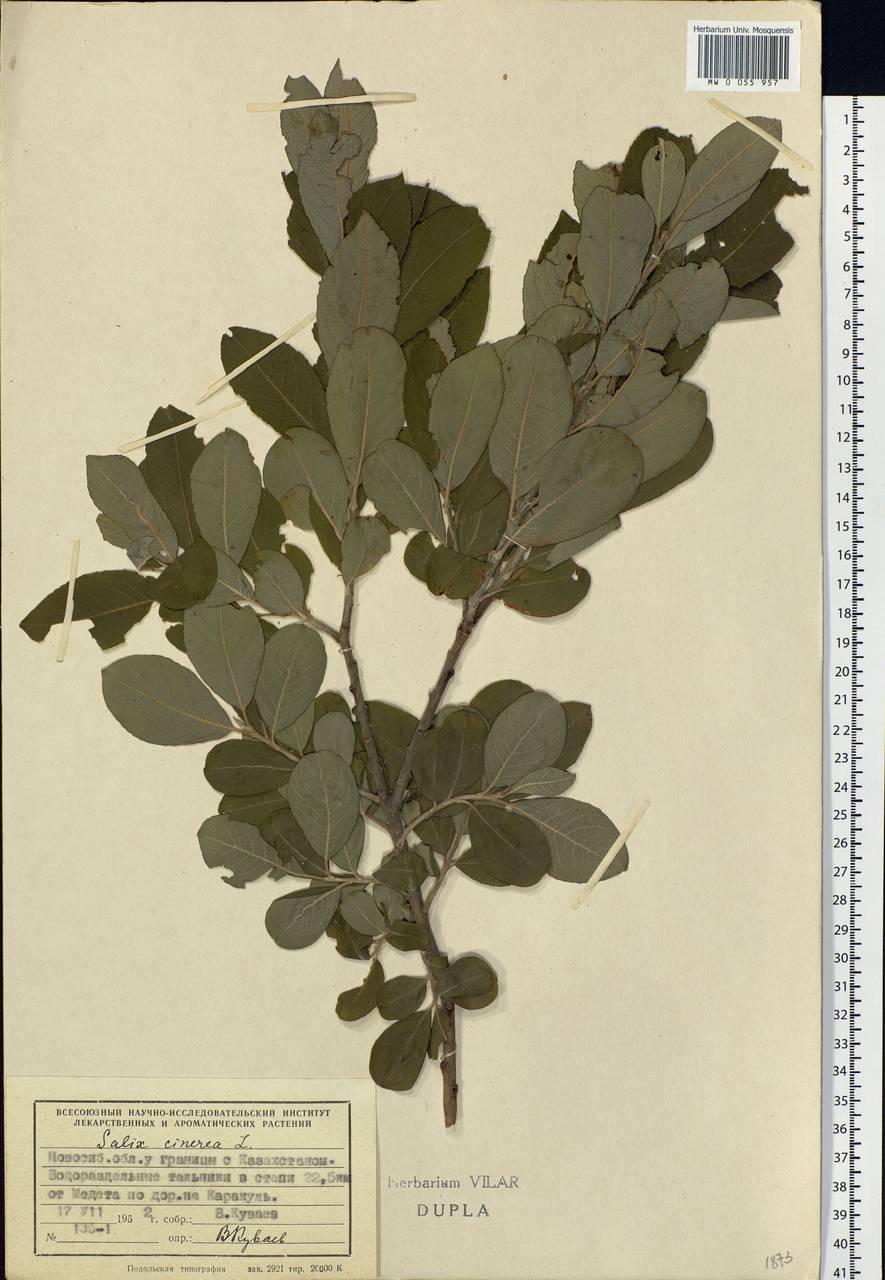 Salix cinerea L., Siberia, Western Siberia (S1) (Russia)