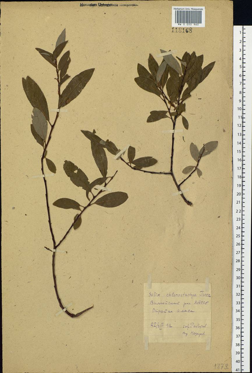 Salix rhamnifolia subsp. rhamnifolia, Siberia, Yakutia (S5) (Russia)