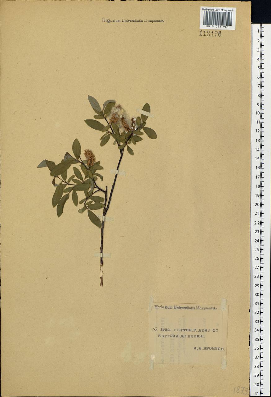 Salix rhamnifolia subsp. rhamnifolia, Siberia, Yakutia (S5) (Russia)