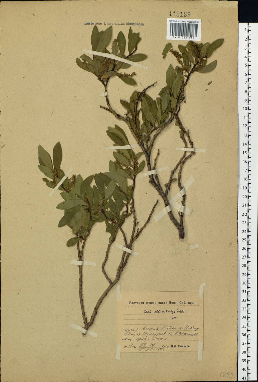 Salix rhamnifolia subsp. rhamnifolia, Siberia, Baikal & Transbaikal region (S4) (Russia)