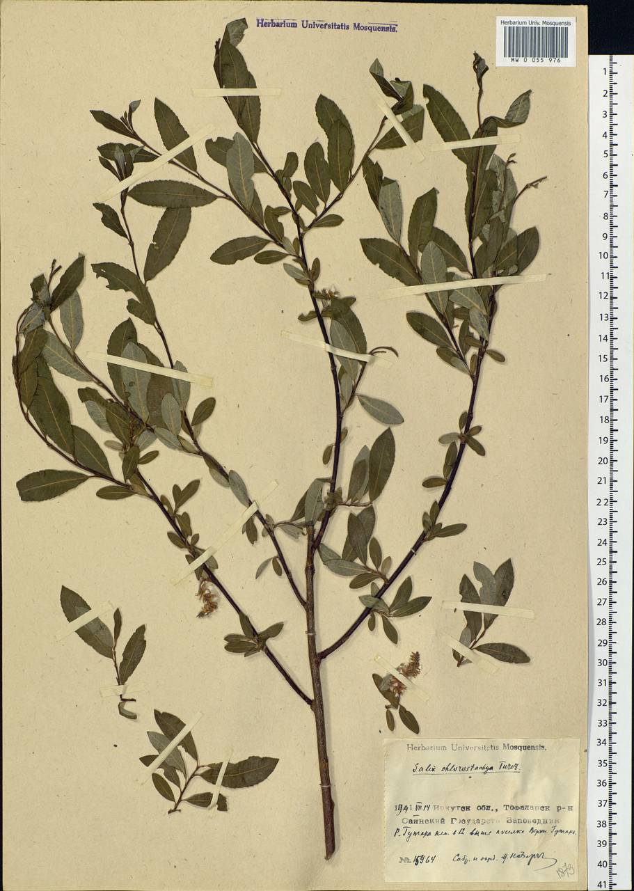 Salix rhamnifolia subsp. rhamnifolia, Siberia, Baikal & Transbaikal region (S4) (Russia)