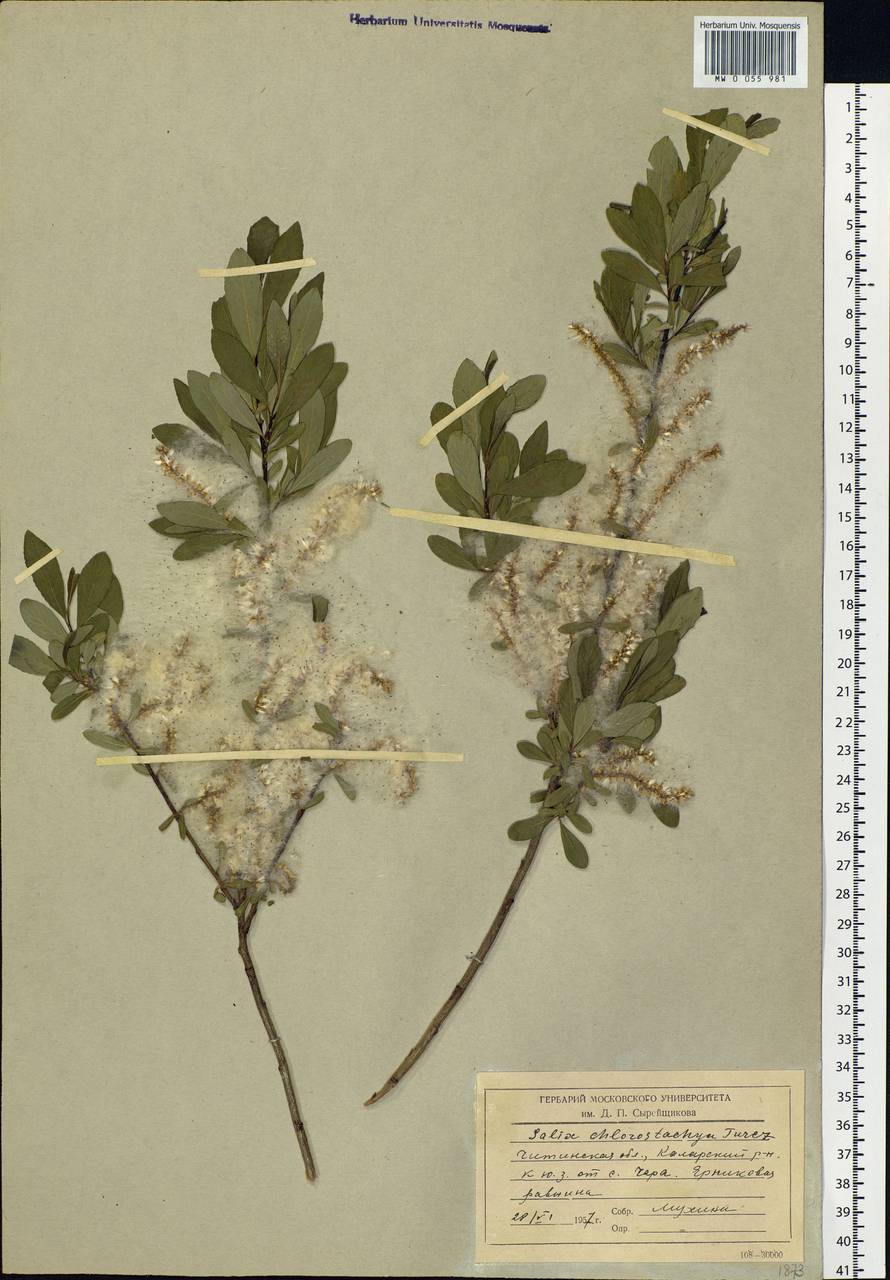 Salix rhamnifolia subsp. rhamnifolia, Siberia, Baikal & Transbaikal region (S4) (Russia)