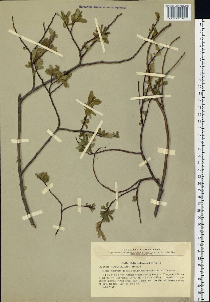 Salix rhamnifolia subsp. rhamnifolia, Siberia, Baikal & Transbaikal region (S4) (Russia)