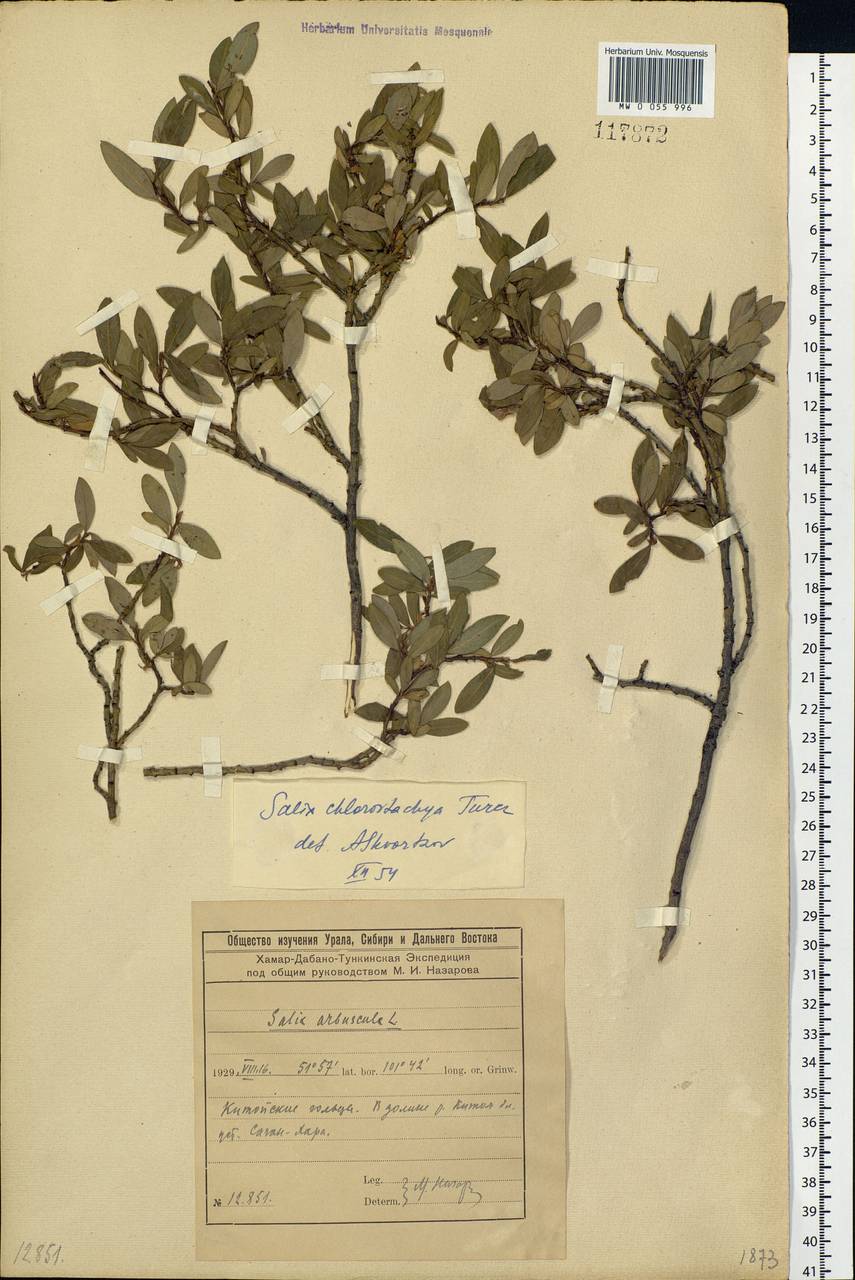 Salix rhamnifolia subsp. rhamnifolia, Siberia, Baikal & Transbaikal region (S4) (Russia)