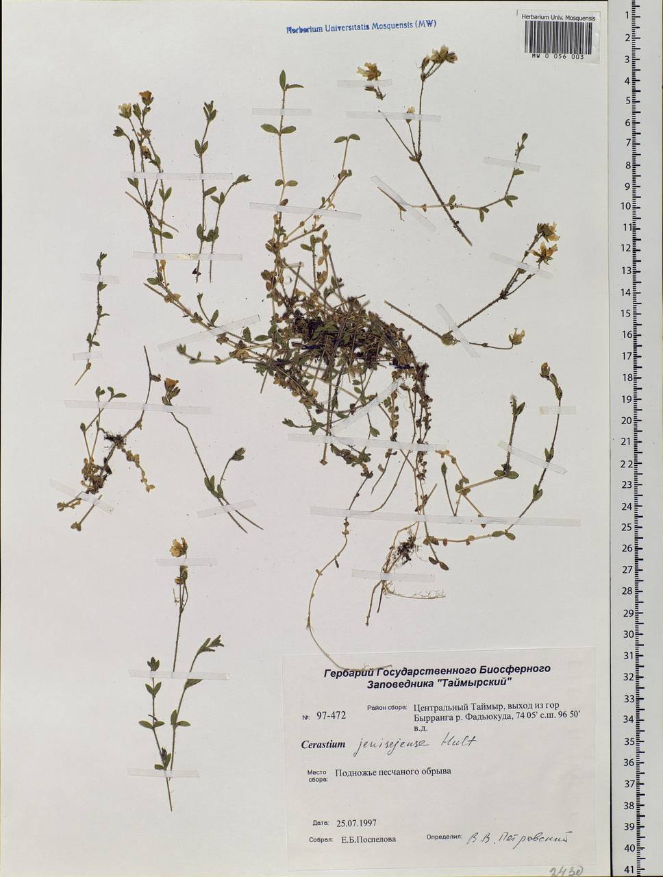 Cerastium regelii Ostenf., Siberia, Central Siberia (S3) (Russia)