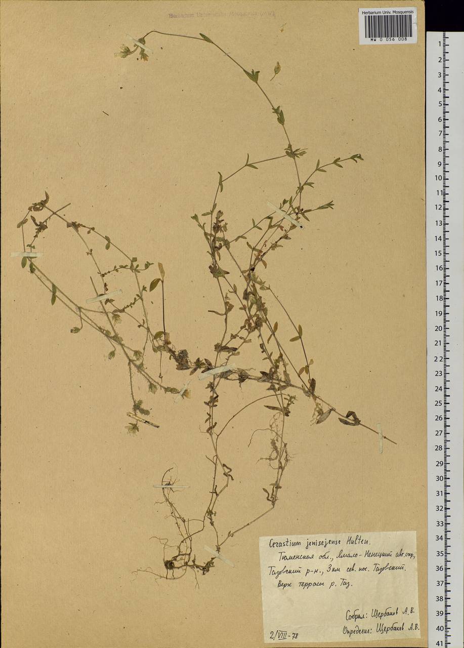 Cerastium regelii Ostenfeld, Siberia, Western Siberia (S1) (Russia)