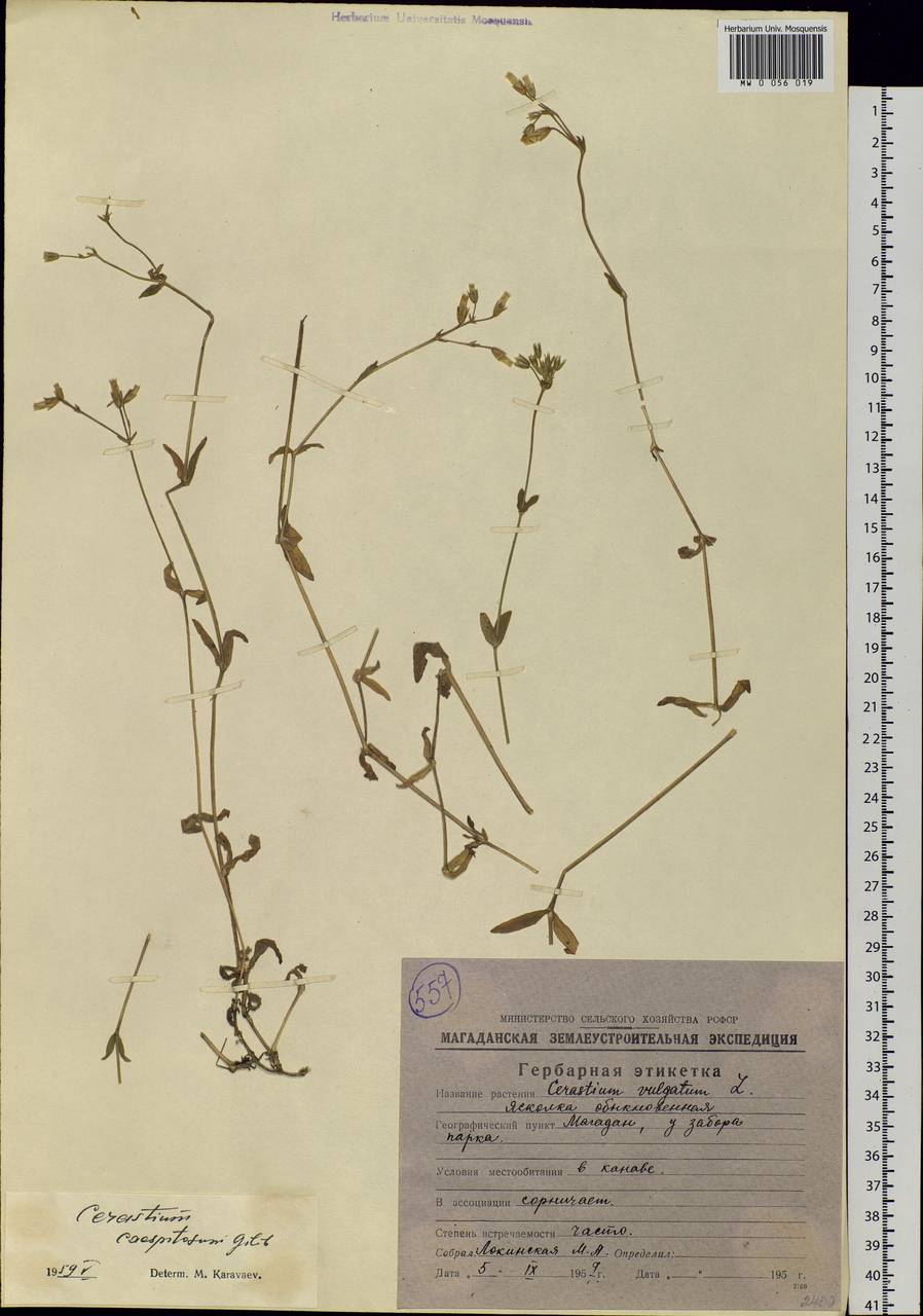 Cerastium holosteoides Fries emend. Hyl., Siberia, Chukotka & Kamchatka (S7) (Russia)