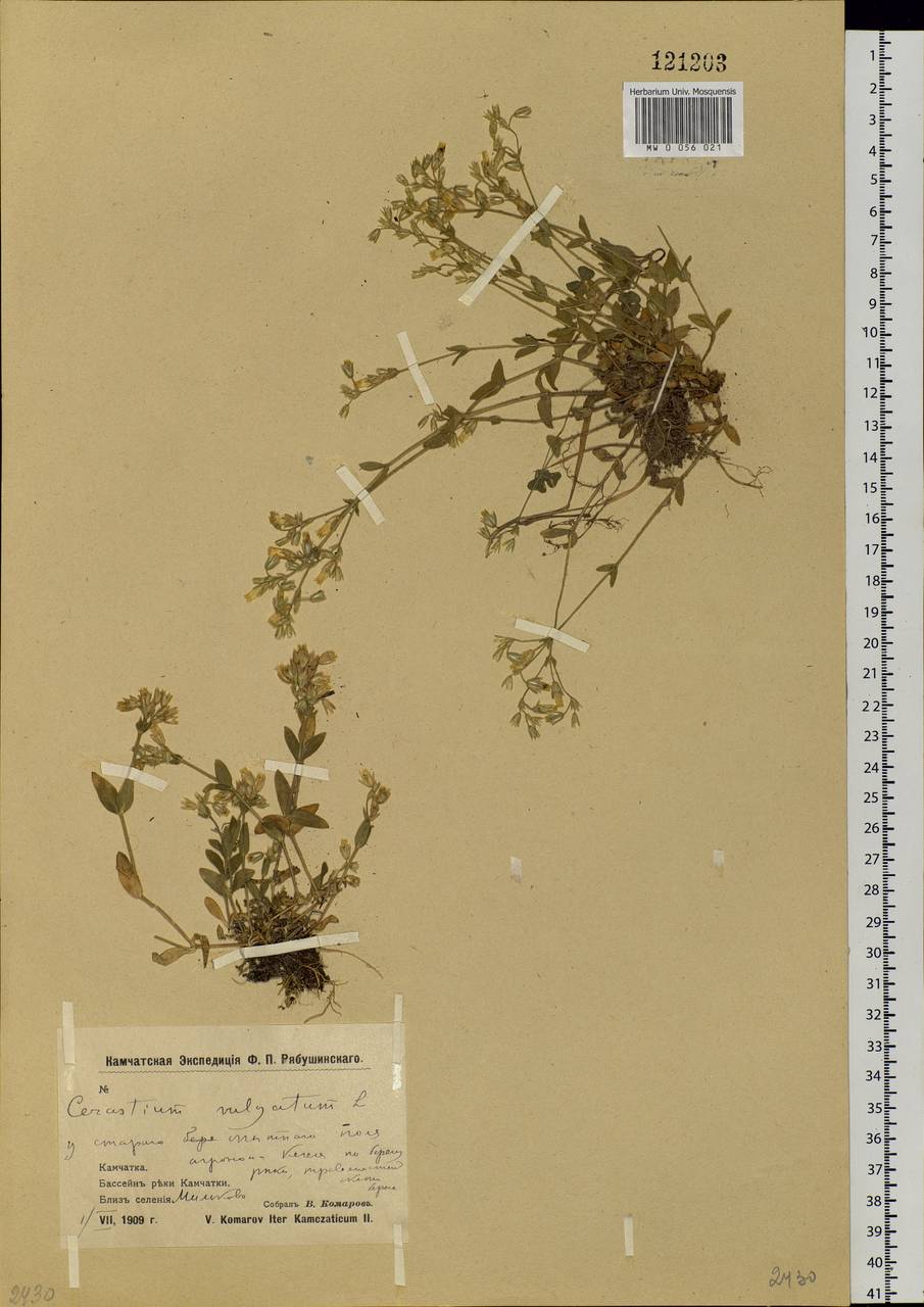 Cerastium holosteoides Fries emend. Hyl., Siberia, Chukotka & Kamchatka (S7) (Russia)