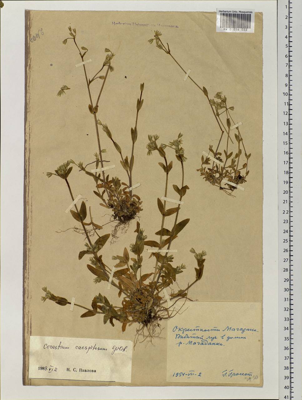 Cerastium holosteoides Fries emend. Hyl., Siberia, Chukotka & Kamchatka (S7) (Russia)