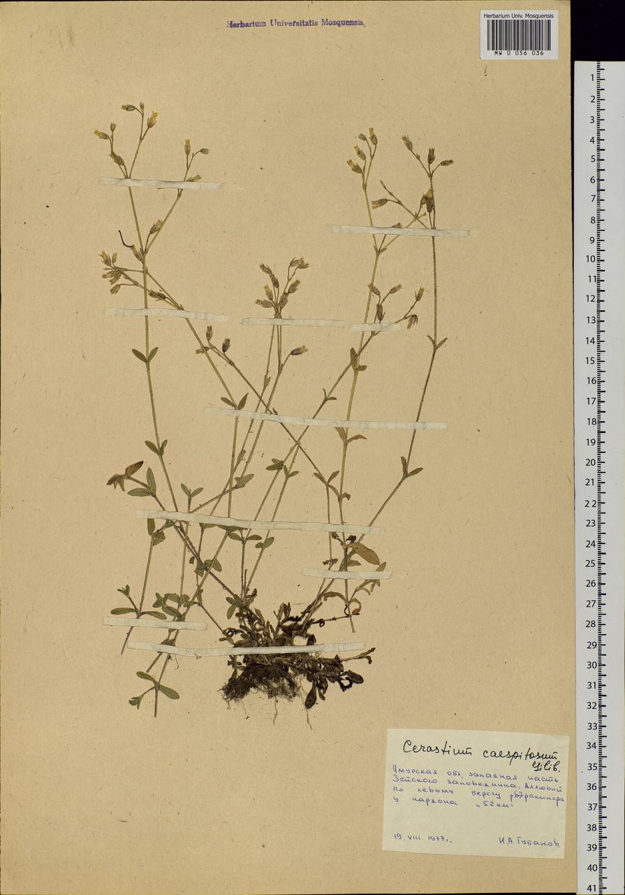 Cerastium holosteoides Fries emend. Hyl., Siberia, Russian Far East (S6) (Russia)