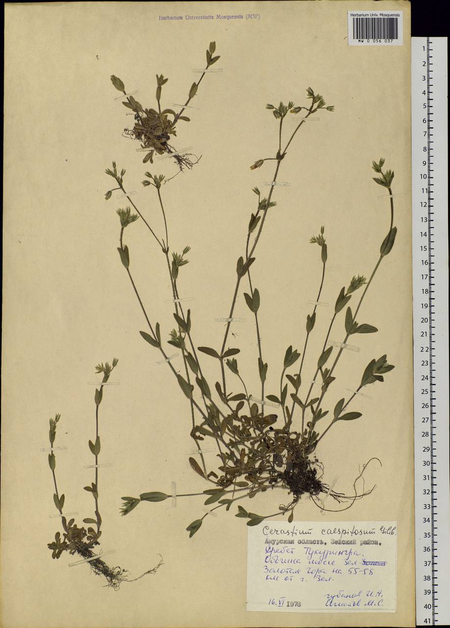 Cerastium holosteoides Fries emend. Hyl., Siberia, Russian Far East (S6) (Russia)