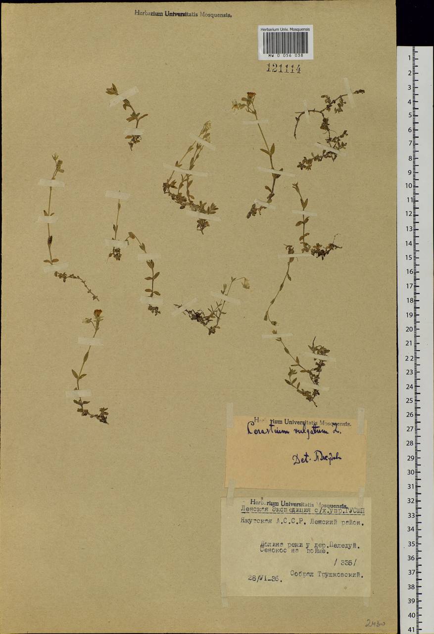 Cerastium holosteoides Fries emend. Hyl., Siberia, Yakutia (S5) (Russia)