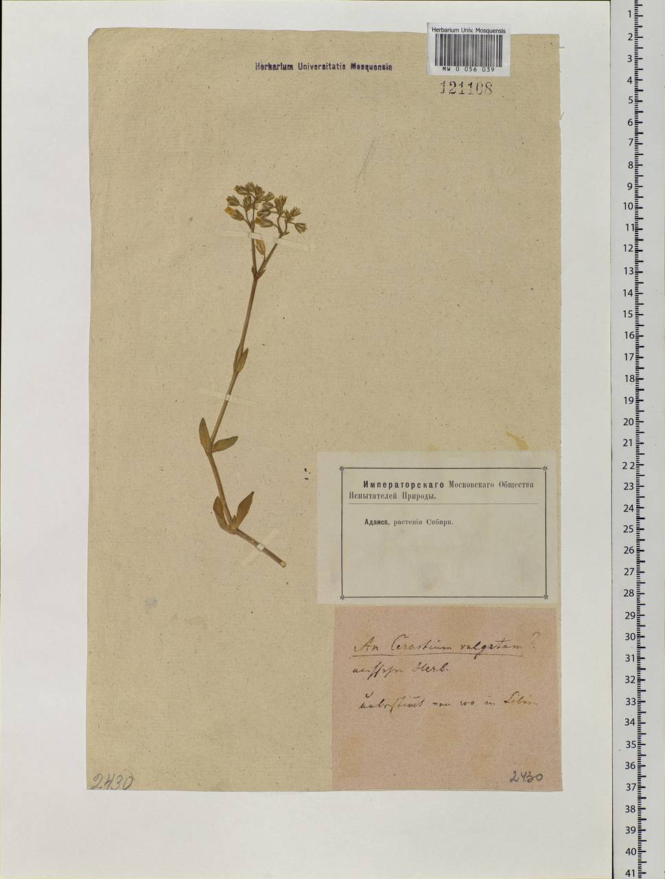 Cerastium holosteoides Fr., Siberia (no precise locality) (S0) (Russia)