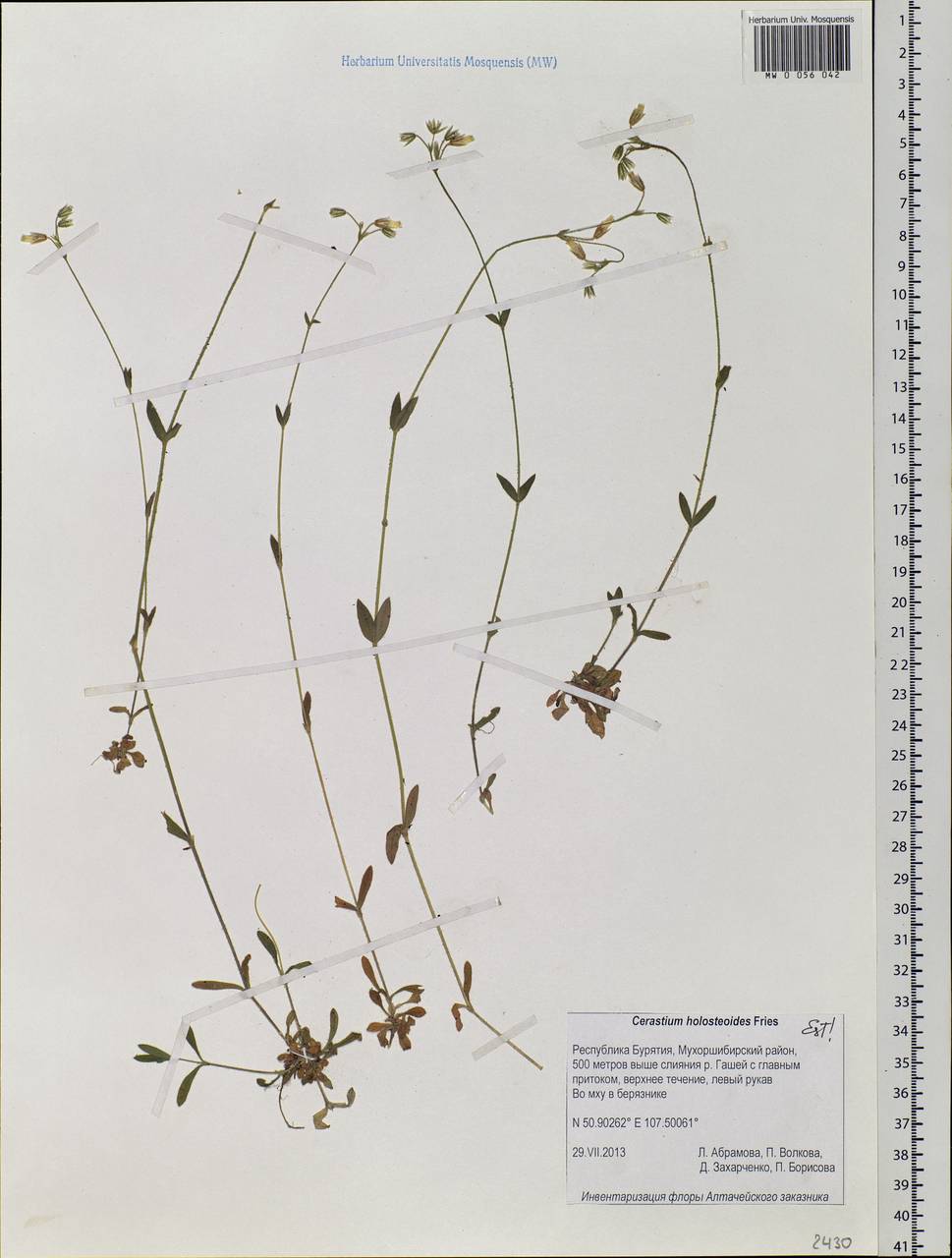 Cerastium holosteoides Fries emend. Hyl., Siberia, Baikal & Transbaikal region (S4) (Russia)