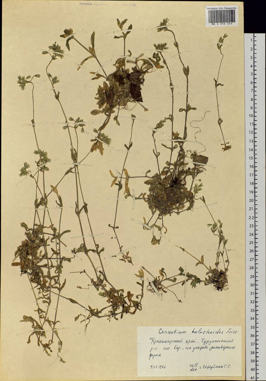Cerastium holosteoides Fries emend. Hyl., Siberia, Central Siberia (S3) (Russia)