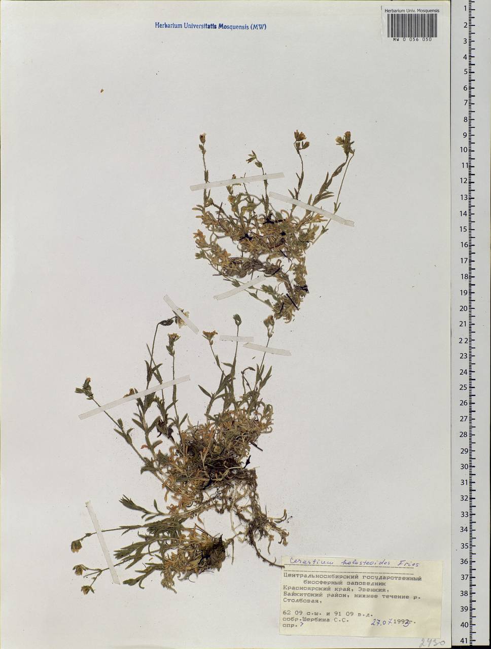 Cerastium holosteoides Fries emend. Hyl., Siberia, Central Siberia (S3) (Russia)