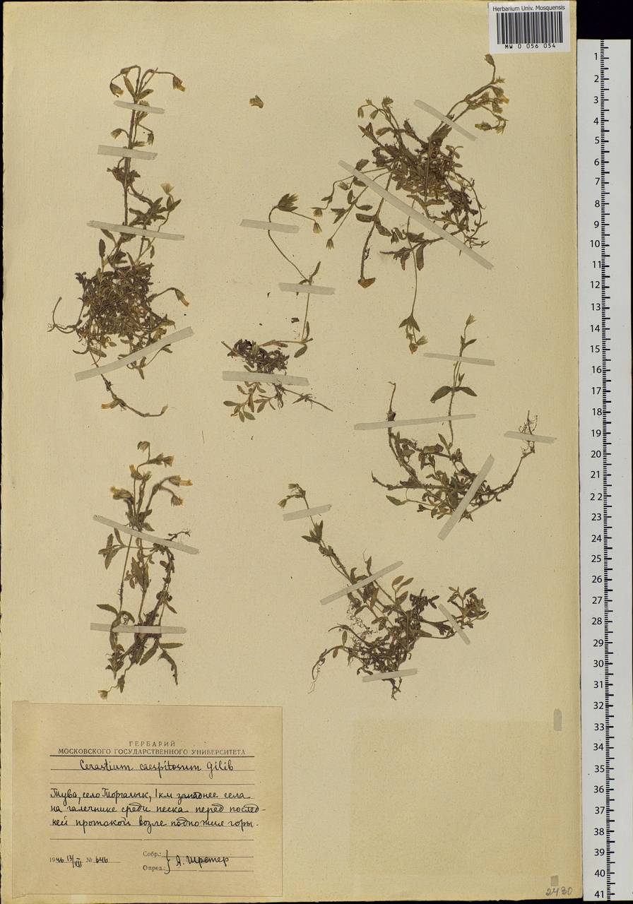 Cerastium holosteoides Fries emend. Hyl., Siberia, Altai & Sayany Mountains (S2) (Russia)