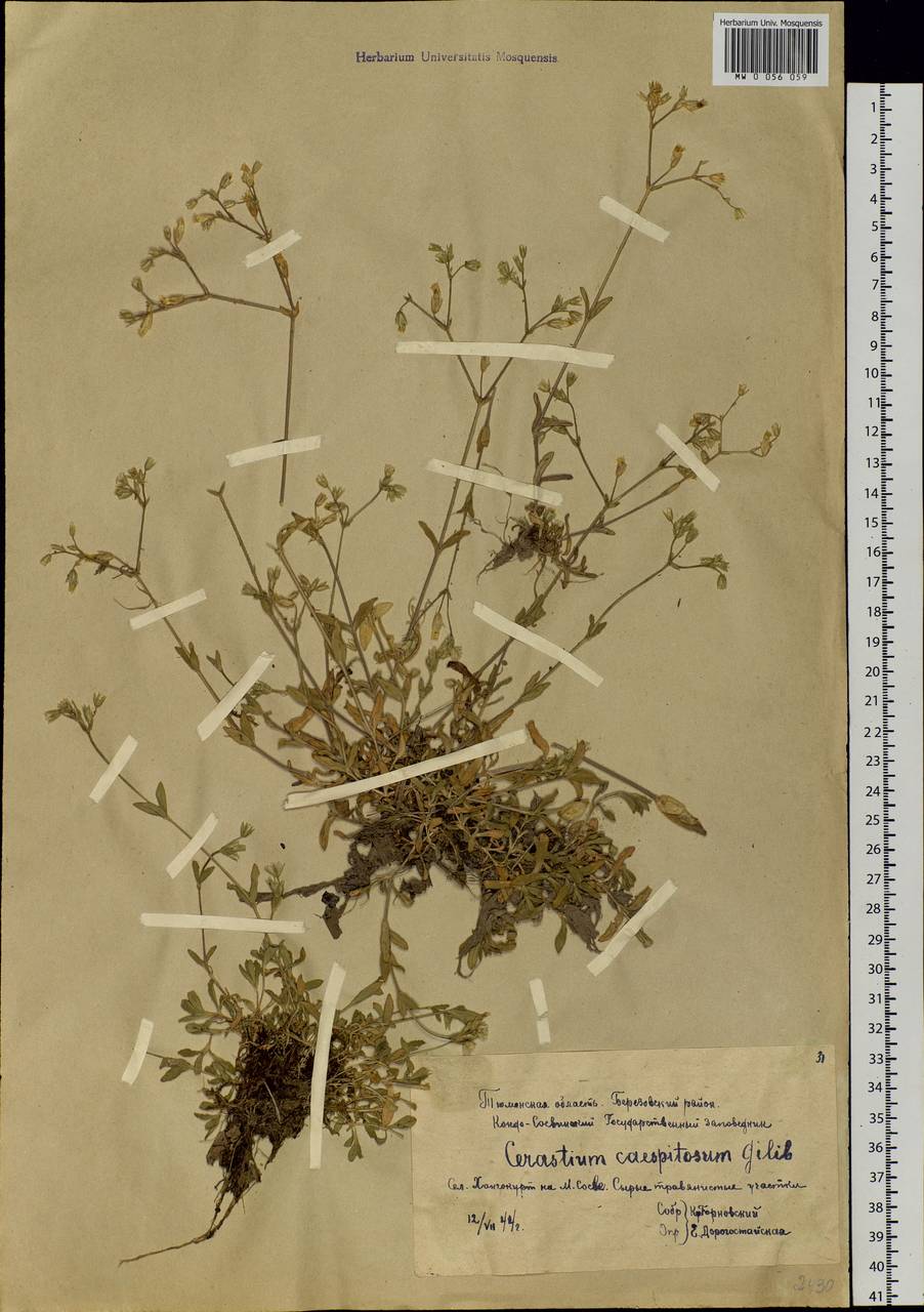 Cerastium holosteoides Fr., Siberia, Western Siberia (S1) (Russia)