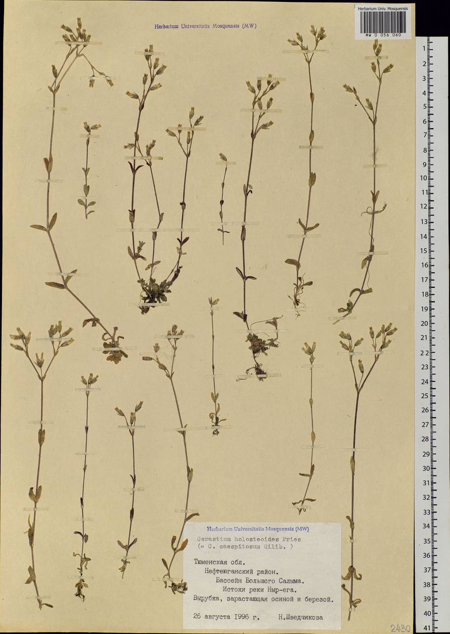 Cerastium holosteoides Fries emend. Hyl., Siberia, Western Siberia (S1) (Russia)