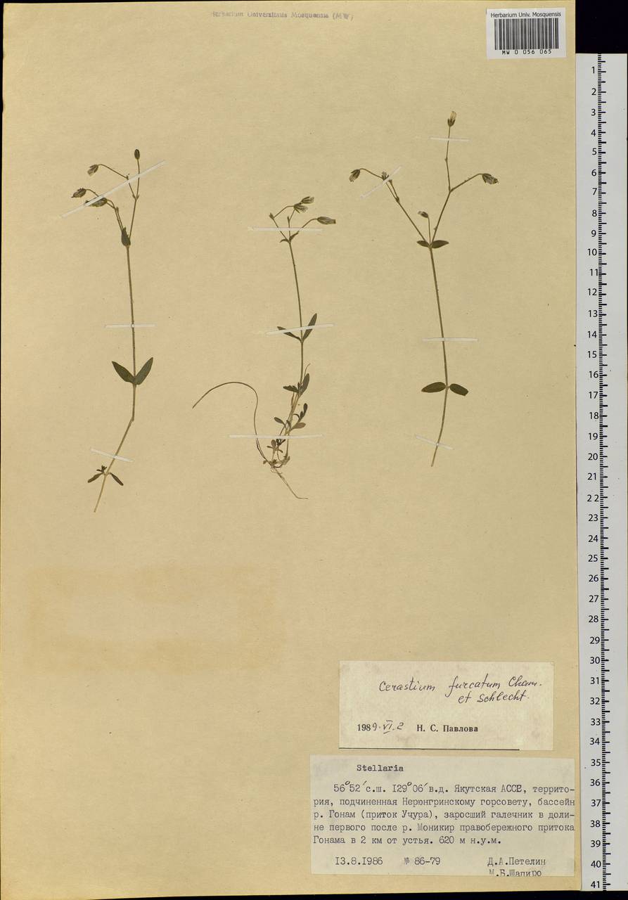 Cerastium furcatum Cham. & Schltdl., Siberia, Yakutia (S5) (Russia)