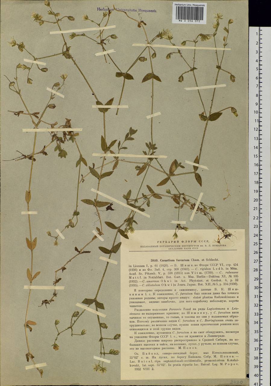 Cerastium furcatum Cham. & Schltdl., Siberia, Baikal & Transbaikal region (S4) (Russia)