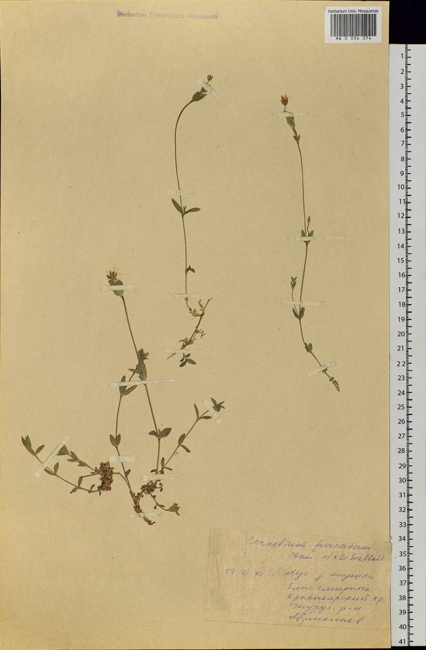 Cerastium furcatum Cham. & Schltdl., Siberia, Central Siberia (S3) (Russia)