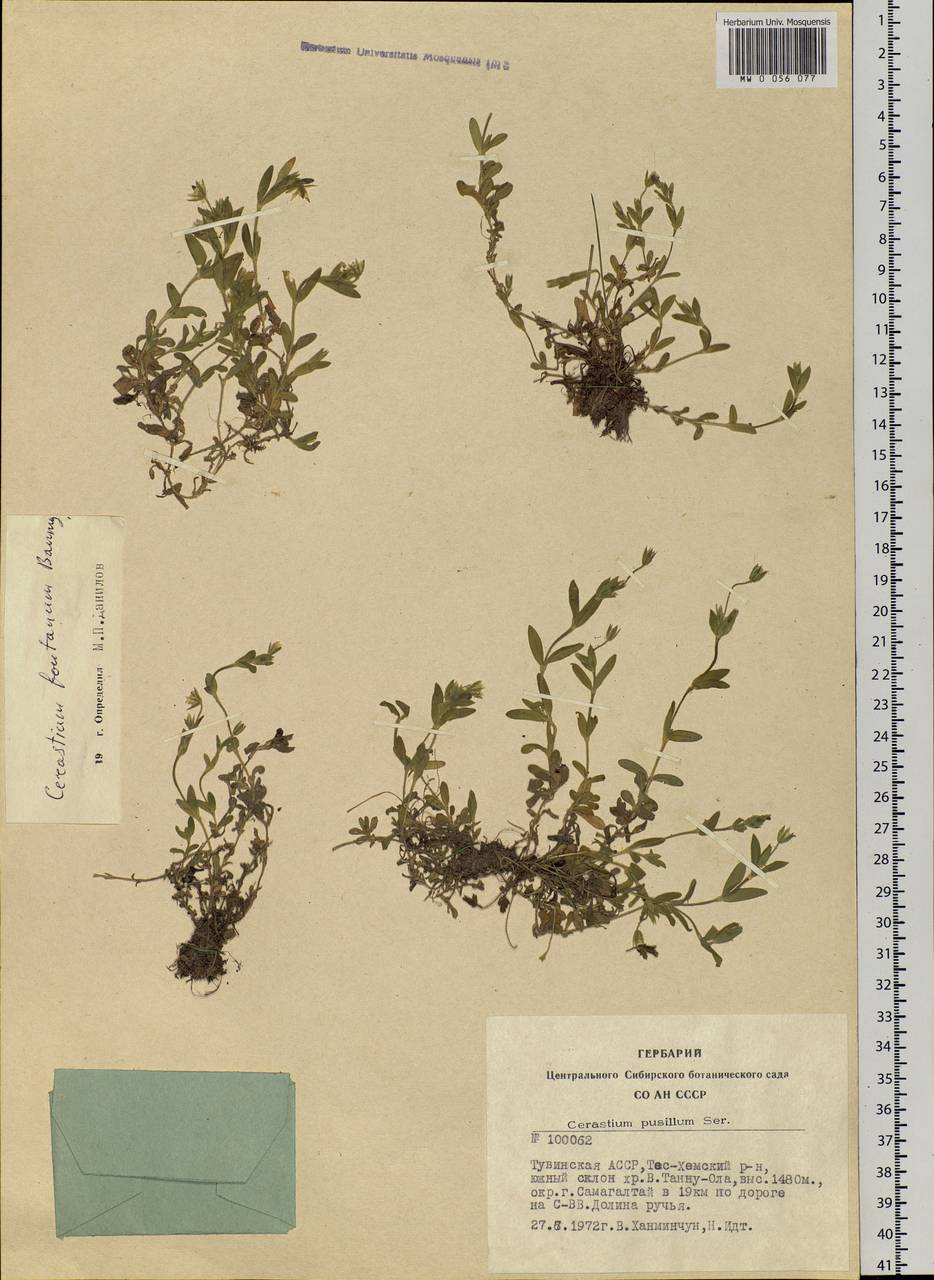Cerastium fontanum Baumg., Siberia, Altai & Sayany Mountains (S2) (Russia)