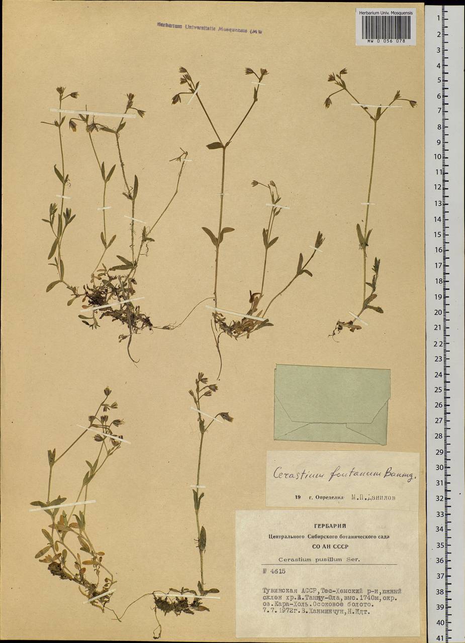 Cerastium fontanum Baumg., Siberia, Altai & Sayany Mountains (S2) (Russia)