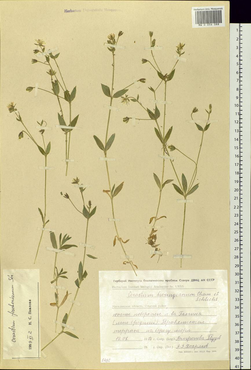 Cerastium fischerianum, Siberia, Chukotka & Kamchatka (S7) (Russia)